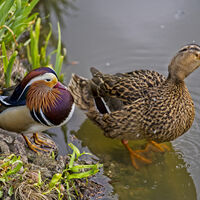 THE ODD COUPLE by Stanley J Annable