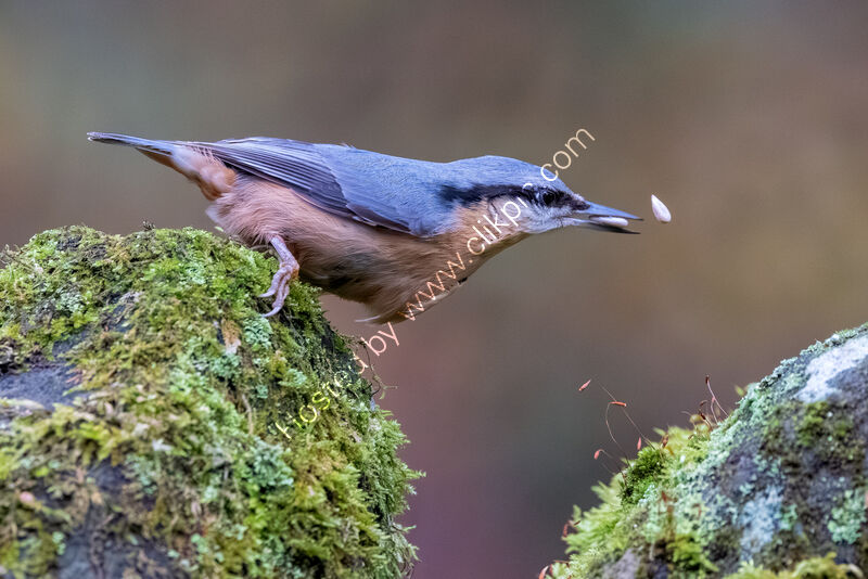 THE ONE THAT GOT AWAY by Mike Arblaster