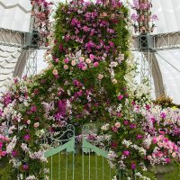THE ORCHID TENT by Malcolm Neal