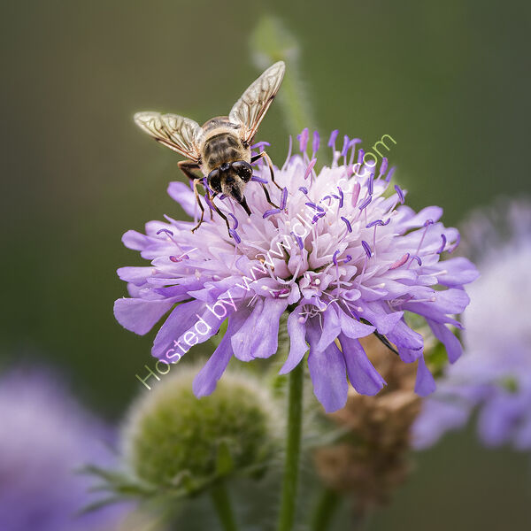 THE POLLINATOR by Michelle Jackson