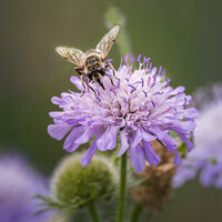 THE POLLINATOR by Michelle Jackson
