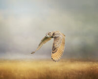 THE SILENT HUNTER by Michelle Jackson