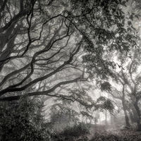 THE SPREADING TREE CHEVIN WOODS by Ashley Franklin