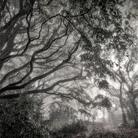 THE SPREADING TREE, CHEVIN WOODS by Ashley Franklin