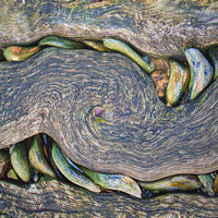 THE STONE ROLLER by Gilian Foulds.