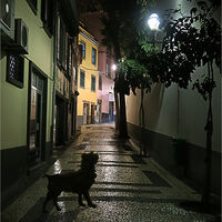 THE STRAY DOG by Sue Swain
