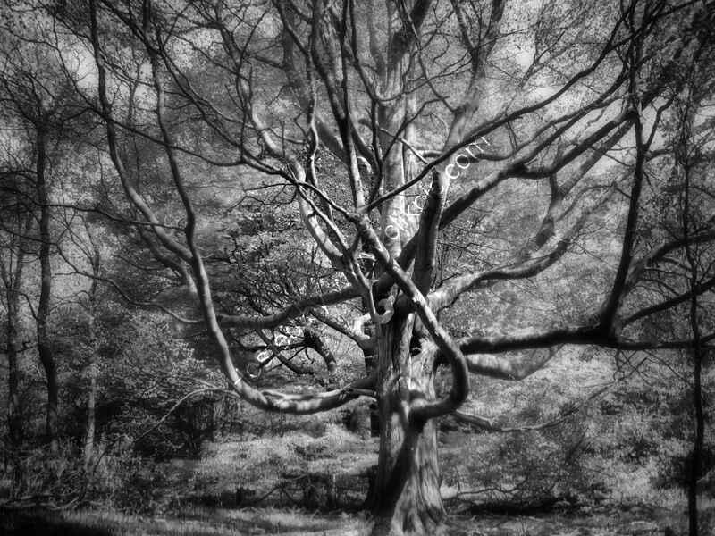 THE THRASHER by Andy Inns