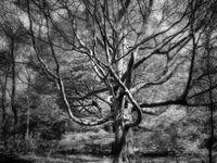 THE THRASHER by Andy Inns