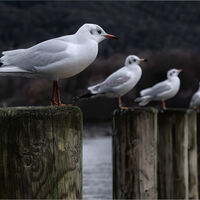 THE WATCHERS by Graham Duro
