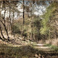 THIS WAY by Alan Locke