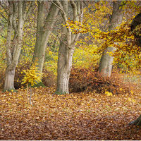THORP PERROW WOODS by Peter Ward