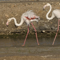 THREE'S A CROWD by Malcolm Neal
