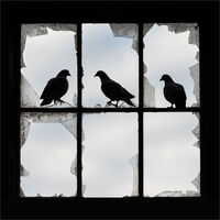 THREE PIGEONS by Sarah Middleton