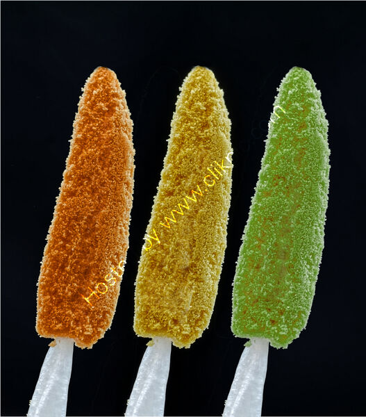 THREE STAMENS by Phil Robinson