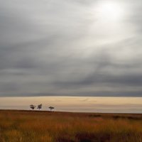 THREE TREES by Christine Maughan