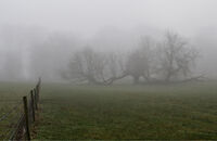 THROUGH THE MIST by Malcolm Sargent