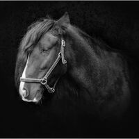 TILLY by Gillian Foulds