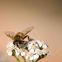 TO-BEE
