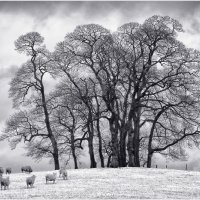 TOP OF THE HILL by Sue Swain