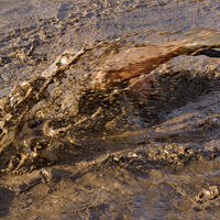 TOUGH GUY IN MUD