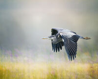 TRANQUILITY by Michelle Jackson