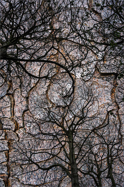 TREES BARK DOUBLE EXPOSURE by David Harrison