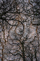 TREES BARK DOUBLE EXPOSURE by David Harrison