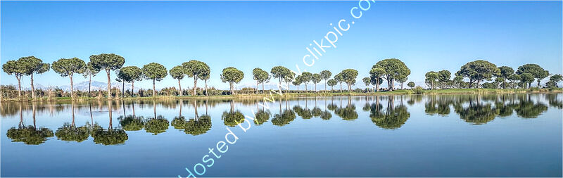 TREES REFLECTION by David Harrison