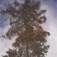TREE IN A PUDDLE by Gill Dishart