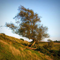 TREE IN EVENING SUNLIGHT by Alan Locke