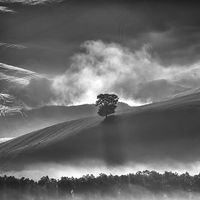 TREE IN THE MIST by ASHLEY FRANKLIN
