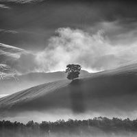 TREE IN THE MIST by Ashley Franklin