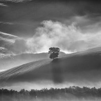 TREE IN THE MIST by Ashley Franklin