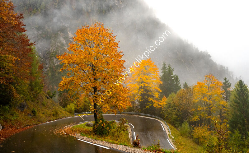 TREE ON THE BEND by Mark Constable