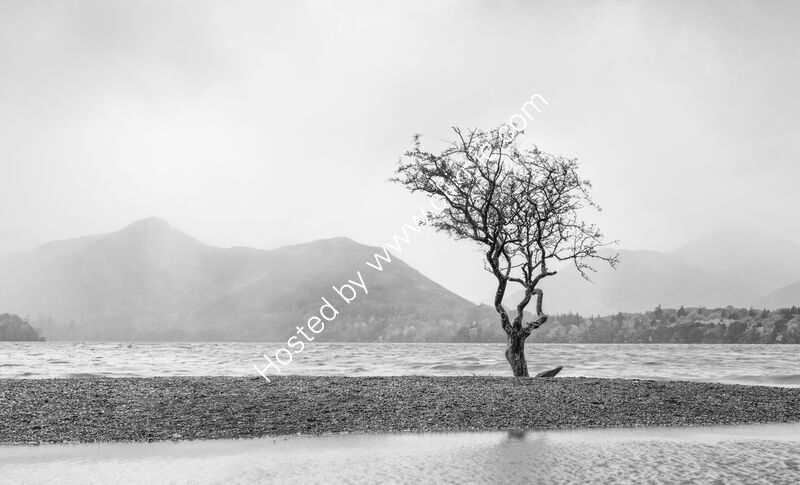 TREE ON THE EDGE OF THE LAKE by Mark Constable