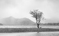 TREE ON THE EDGE OF THE LAKE by Mark Constable