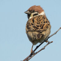 TREE SPARROW by Derrick Tuplin