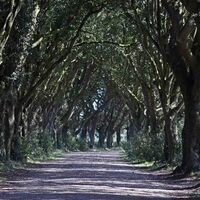 TREE TUNNEL HOLKHAM HALL by Mike Bradley