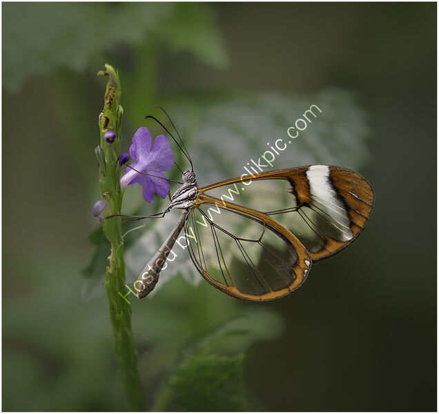 TROPICAL GLASSWING BUTTERFLY by Chris Greaves