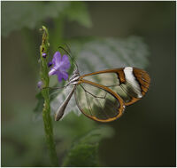 TROPICAL GLASSWING BUTTERFLY by Chris Greaves