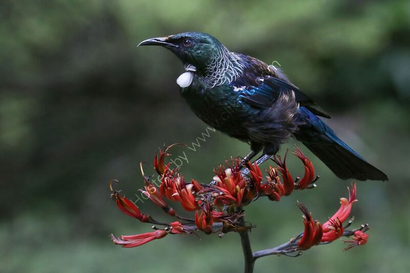 TUI ON FLAX NZ by Ian Humphries