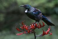 TUI ON FLAX NZ by Ian Humphries