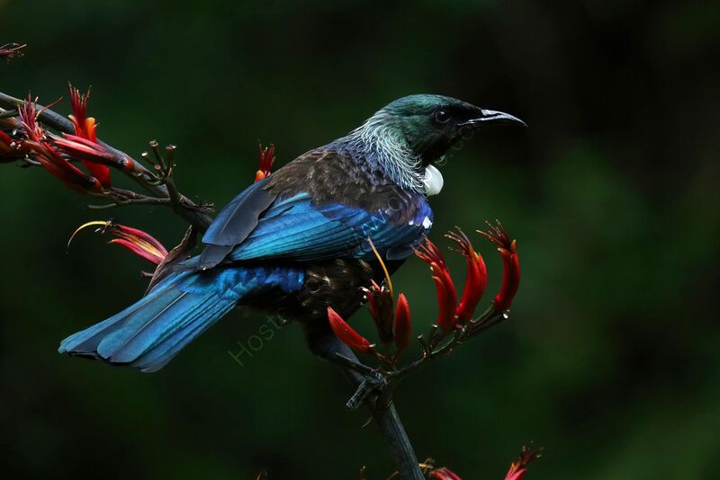 TUI by Ian Humphries