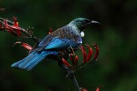 TUI by Ian Humphries