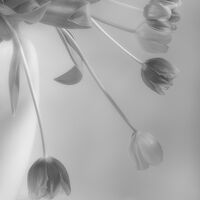TULIPS - STUDY IN MONO by Ashley Franklin