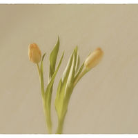 TULIPS By Wayne Churchill