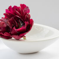 TULIP 'ANTRACIET' by Christine Maughan