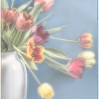 TULIP ARRANGEMENT by Ashley Franklin