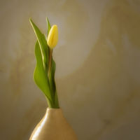 TULIP By Wayne Churchill