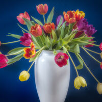 TULIP DISPLAY by Ashley Franklin